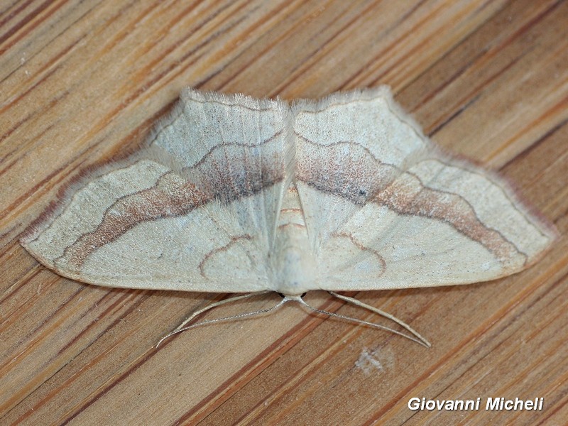 Idaea aversata? No, Scopula (Calothysanis) imitaria, Geometridae